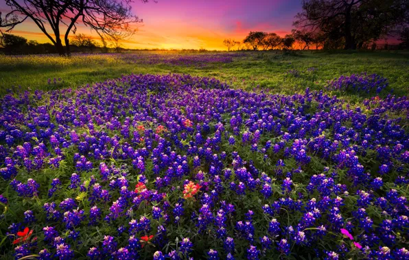 Картинка поле, лето, цветы, вечер, луг, сиреневые, люпины