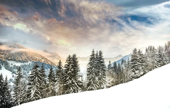 Картинка зима, лес, снег, деревья, горы, Швейцария, ели, Альпы