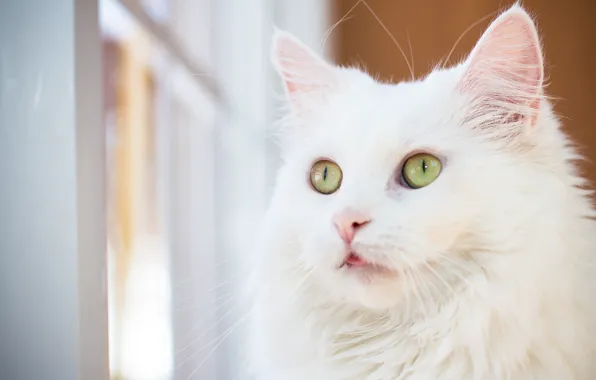 Язык, кошка, кот, взгляд, портрет, окно, белая, мордашка