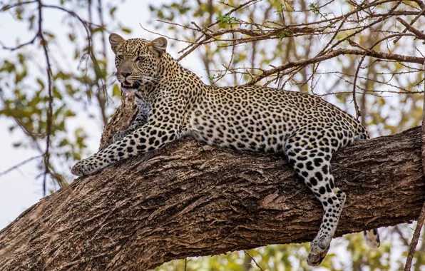 Картинка отдых, хищник, леопард, лежит, дикая кошка, на дереве