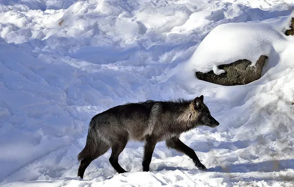 Nature, snow, predator, face, animal, wolf, wildlife, portrait
