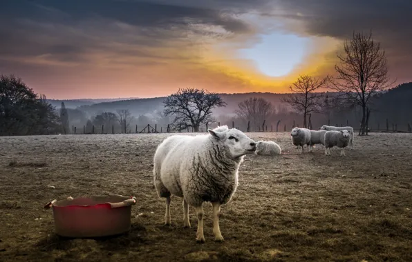 Закат, природа, овцы