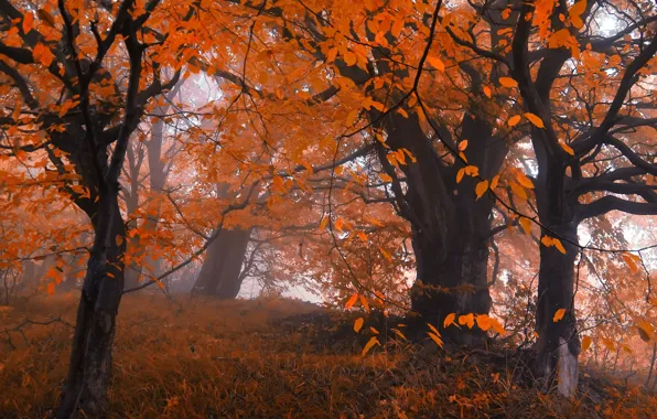 Картинка осень, лес, листья, деревья, туман, Природа, forest, листопад