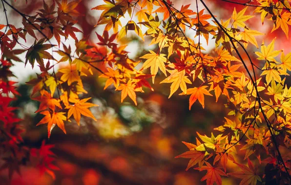 Осень, листья, ветки