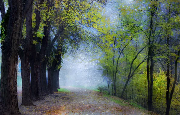 Картинка дорога, лес, деревья