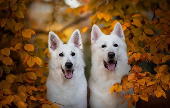 Картинка осень, ветки, парочка, две собаки, жёлтые листья, Белая швейцарская овчарка