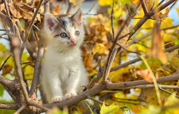 Puppy, cat, autumn, tree, branches, foliage, buds