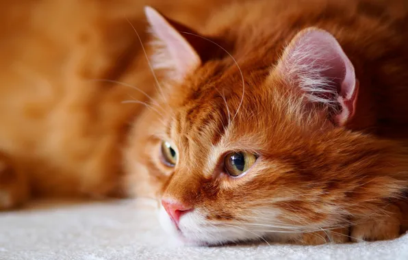 Картинка кошка, кот, взгляд, морда, портрет, пушистый, рыжий, лежит