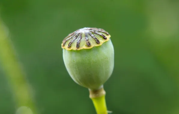 Green, plant, poppy seed cake