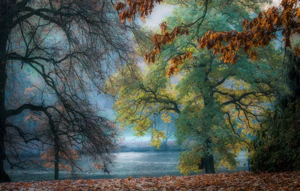 Картинка осень, ветки, природа, река, листва