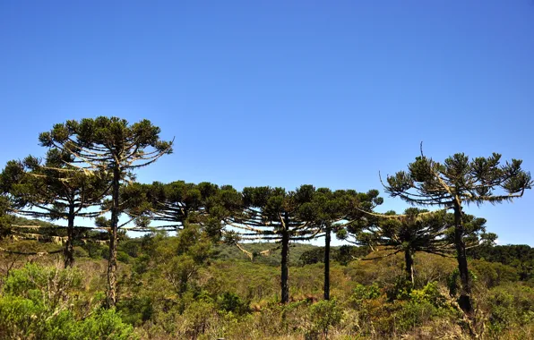 Nature, Landscapes, Brazil, South American, Rio Grande Do Sul