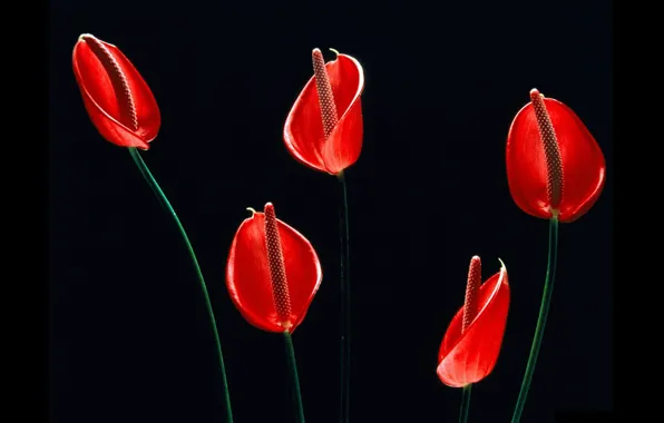 Картинка чёрный фон, красные цветы, Антуриум, цветок фламинго