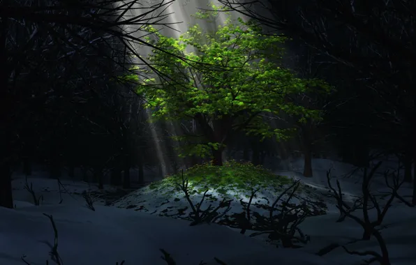 Картинка свет, снег, дерево, листва