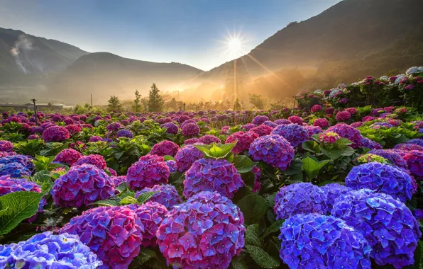 Поле, небо, солнце, лучи, пейзаж, цветы, горы, природа