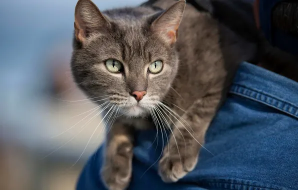 Кот, взгляд, серый кот
