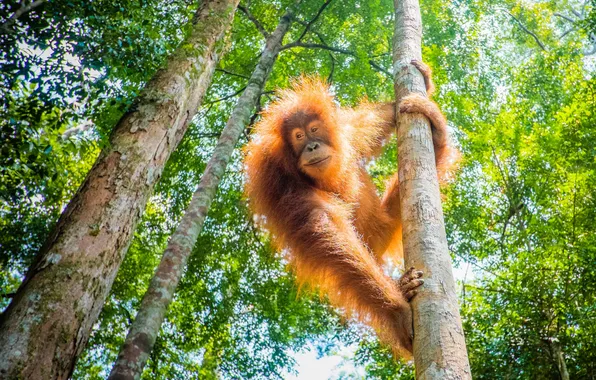 Картинка orangutan, great apes, evolutionary theory, bornean orang-utan