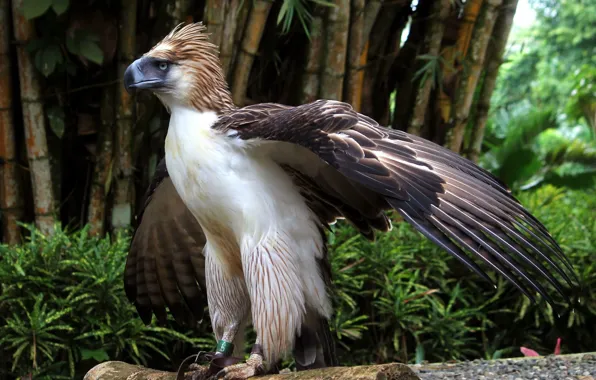 Картинка animal, wildlife, big bird, monkey-eating, philippine eagle
