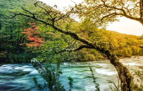 Картинка деревья, река, гора, мох, природа.