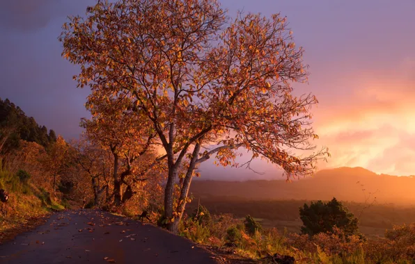 Дорога, закат, дерево