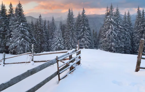 Картинка лес, снег, деревья, горы, следы, забор, елки, Зима