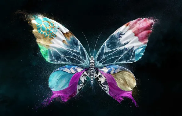 Картинка яркие краски, полет, бабочка, крылья, насекомое, flight, wings, butterfly