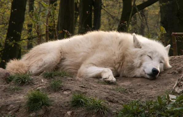 Nature, predator, animal, wolf, wildlife, portrait, portrait., Canis lupus. face