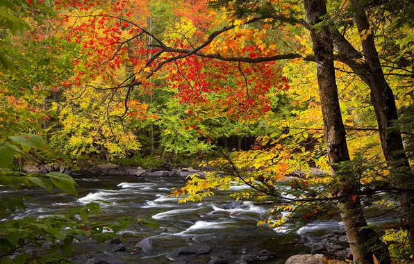 Осень, листья, деревья, река, камни, Ontario, Algonquin Park