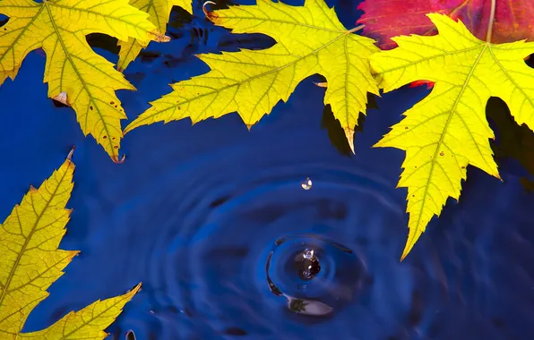 Осень, листья, вода, природа, капля