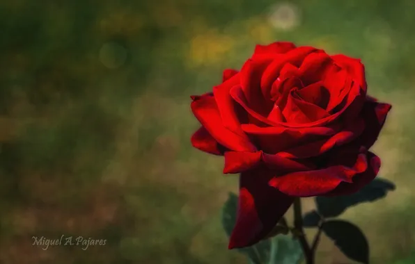 Картинка цветок, красный, роза, лепестки, алый
