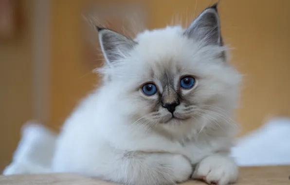 Кошка, взгляд, поза, котенок, портрет, лапки, лежит, голубые глаза