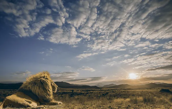 Картинка небо, солнце, облака, спокойствие, хищник, лев, царь зверей, саванна