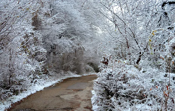 Картинка Зима, Деревья, Снег, Парк, Nature, Дорожка, Winter, Park