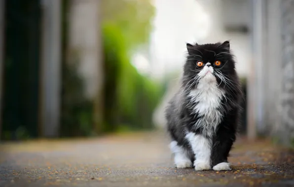 Кот, пушистый, важный, персидская кошка