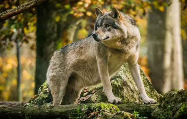Волк, красавец, санитар леса