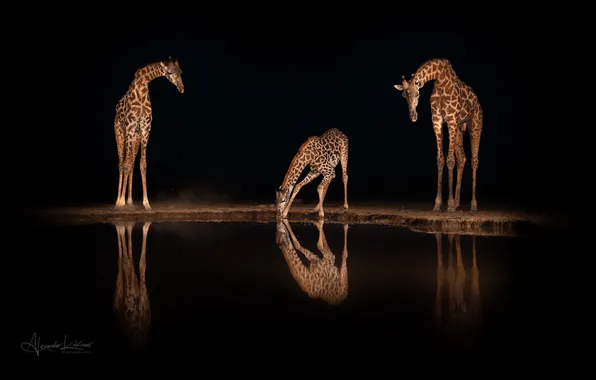 Three, Animals, giraffes