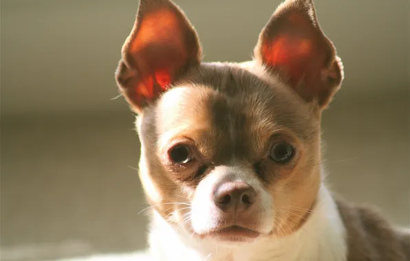 Картинка собака, чихуахуа, мордашка, уши, взгляд