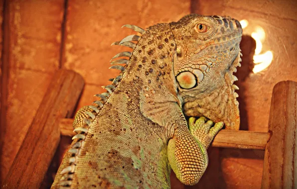 Зеленый, ящерица, мордашка, игуана, iguana
