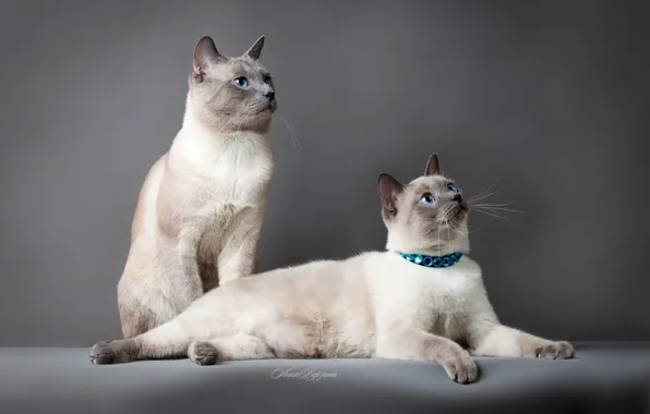Кошки, Фон, Парочка