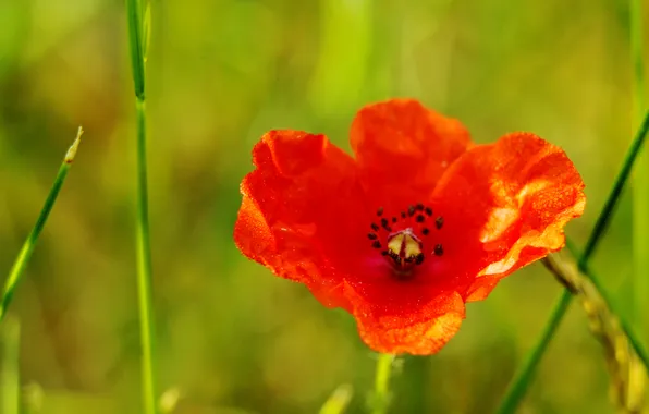 Red, poppy, blooming