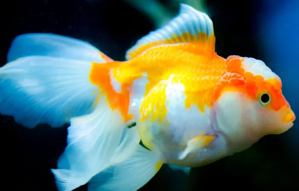 Картинка swimming, goldfish, aquarium, white and yellow betta fish, underwater
