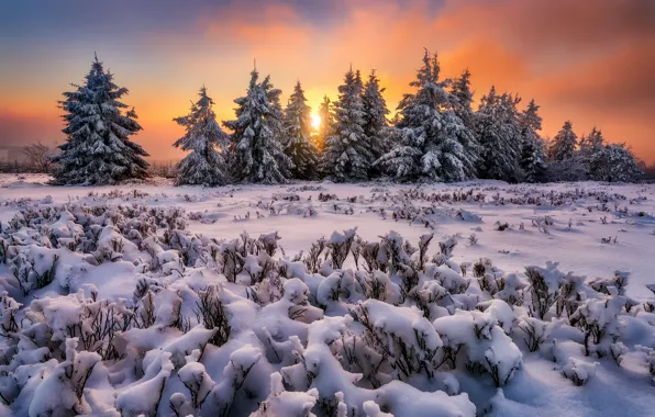 Картинка снег, деревья, закат