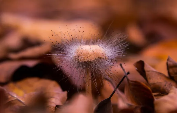 Грибы, гриб, опавшие листья, Spinellus Fusiger
