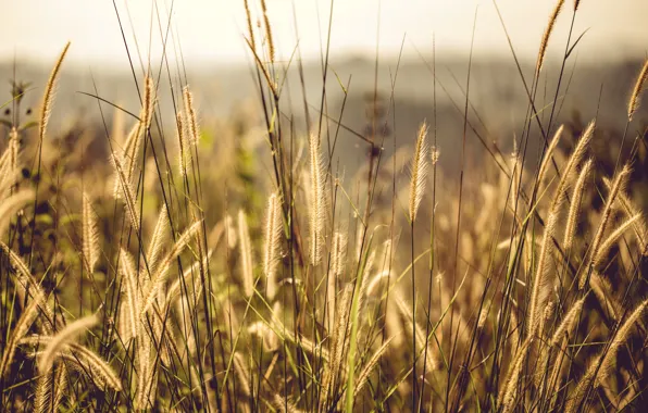 Природа, Трава, Растение, Растения, Nature, Grass, Flora, Plants