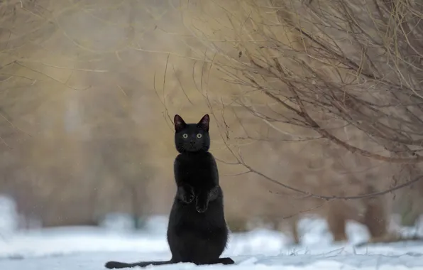 Картинка кошка, снег, ветки, чёрная, стойка, Ирина Ковалёва