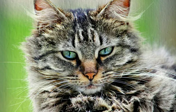 Кошка, кот, серый, портрет, пушистый, полосатый
