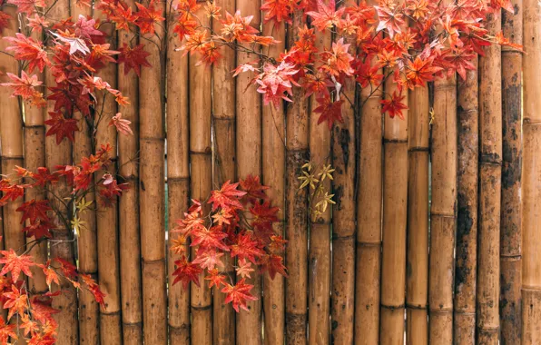 Картинка осень, листья, фон, бамбук, colorful, клен, background, autumn