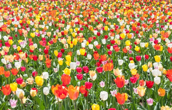 Картинка поле, весна, луг, тюльпаны