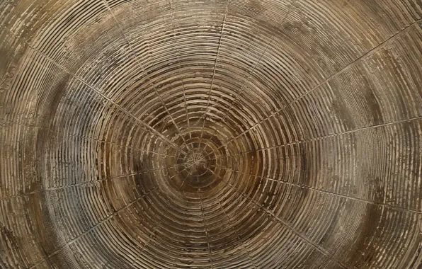 Картинка wood, circles, tree rings