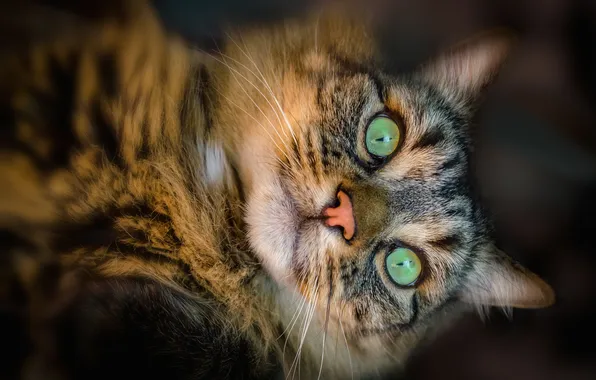 Картинка кот, взгляд, питомец