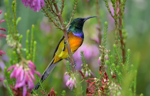 Картинка цветы, птица, разноцветная, нектарница